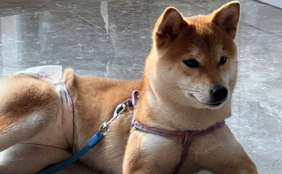 柴犬几个月能长到成年身高 柴犬几个月能长到成年身高