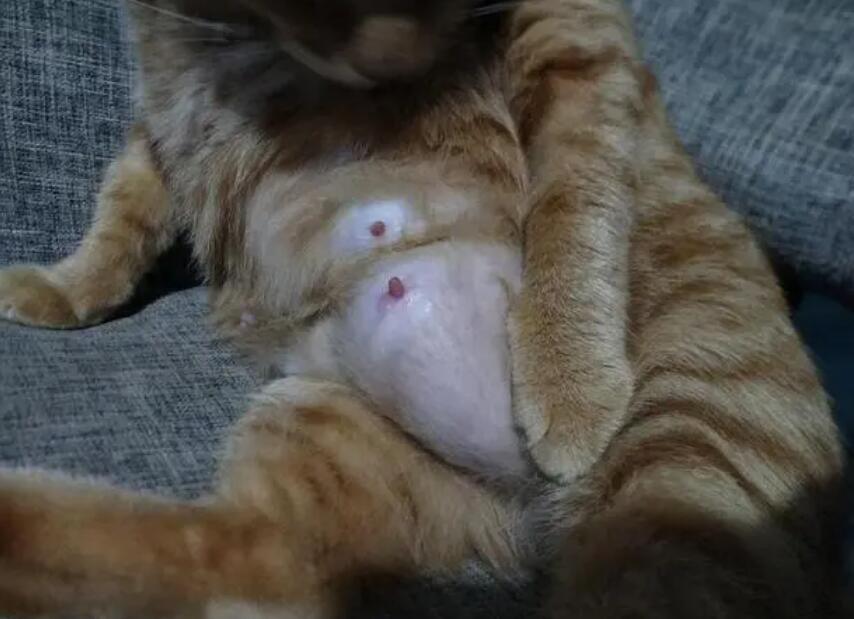 猫有难产死的吗 猫有难产死的吗