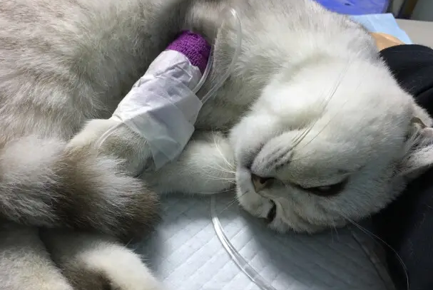猫咪输液为什么呼噜声 猫咪输液为什么呼噜声