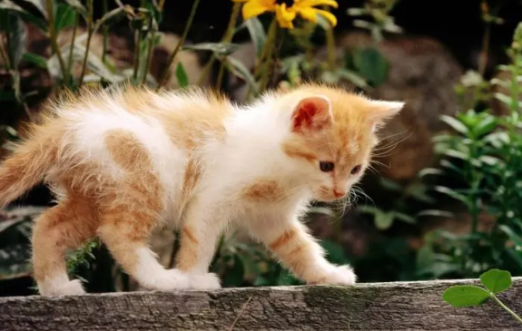 猫的脚受伤化脓了怎么办 猫的脚受伤化脓了怎么办