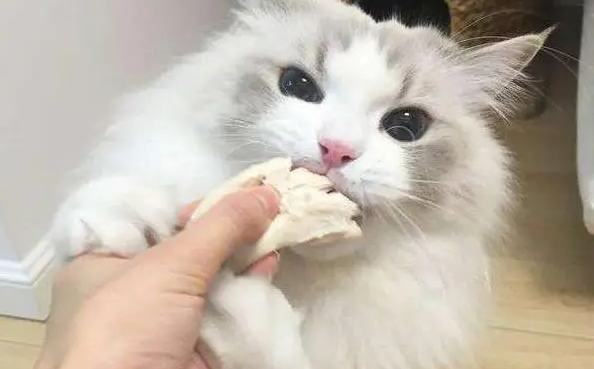 布偶猫增肥吃什么好