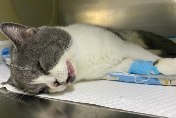 猫咪死了为什么还叫呢 猫咪死了为什么还叫呢
