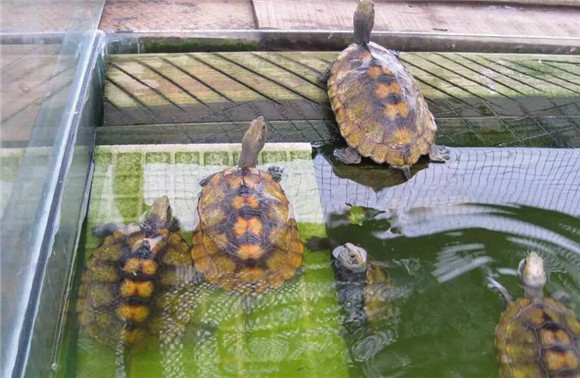 日本石龟如何分公母？其实很简单