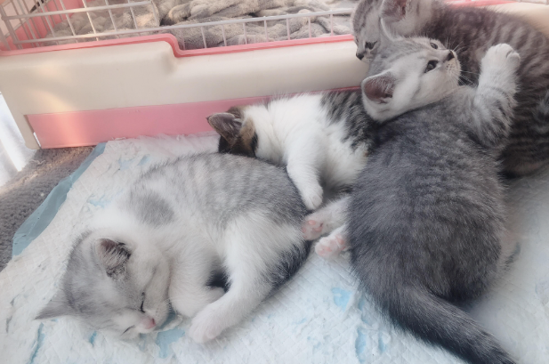 蓝猫和银点配出来是什么