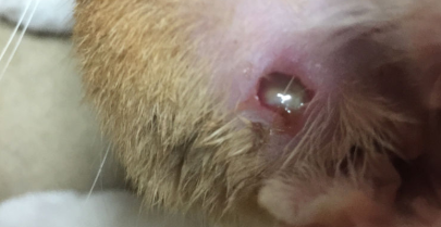 猫的伤口化脓成一个洞用什么药 猫的伤口化脓成一个洞用什么药