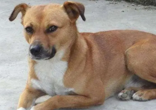 中华田园犬能活多少年？不妨来看看吧