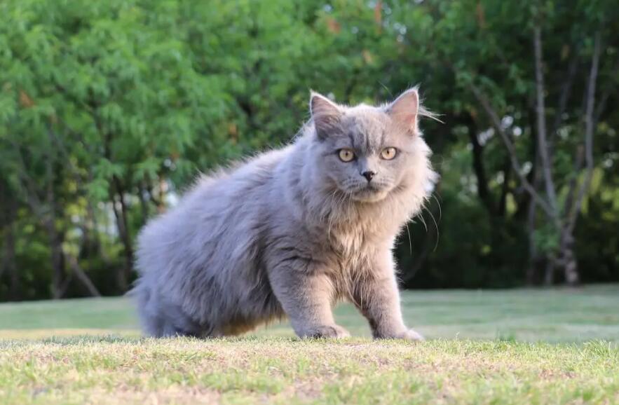 高地长毛猫是什么意思?你有见过吗? 高地长毛猫是什么意思?你有见过吗?