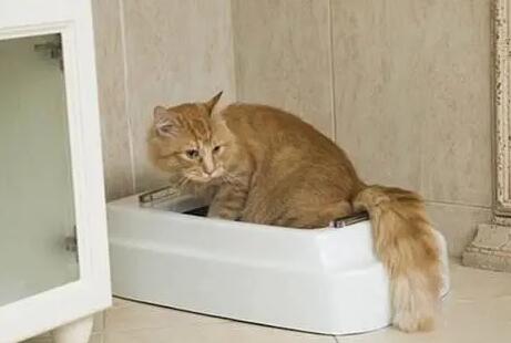 猫在家门口拉尿好不好