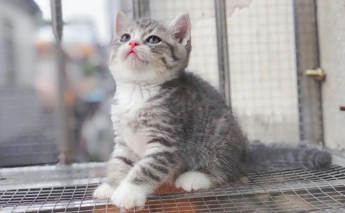 英短蓝虎斑猫图片 英短蓝虎斑猫图片