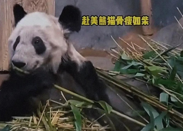 “丫丫”真的在美国受到了虐待吗？