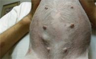 狗狗乳腺肿瘤为什么会出奶呢