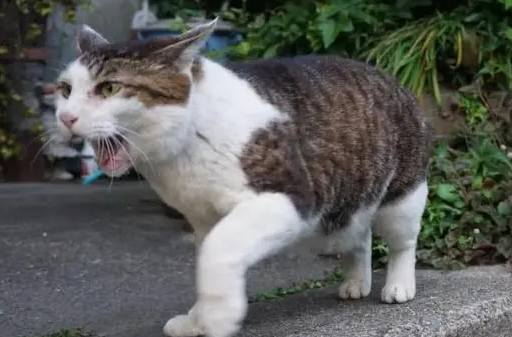 猫咪走丢后的心理变化