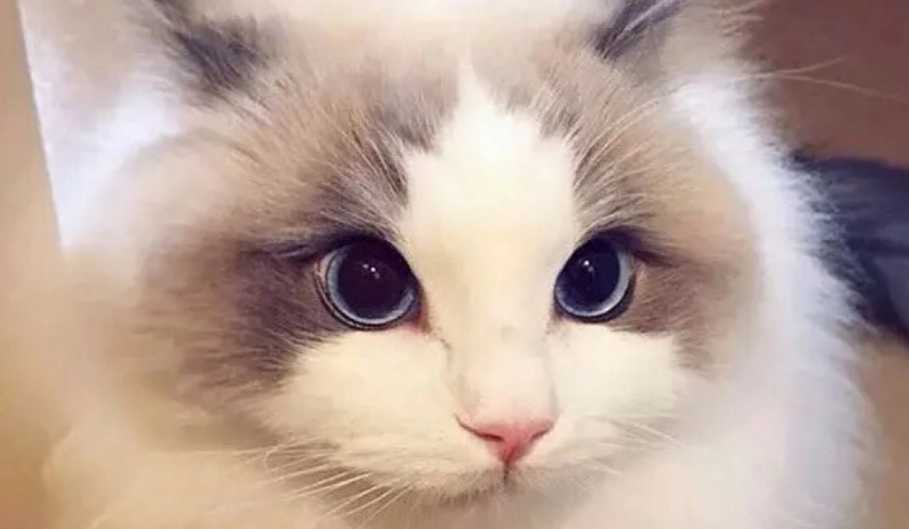 公认十大最漂亮的猫 公认十大最漂亮的猫