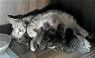 猫生产前先出来个黑色的包