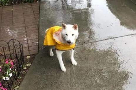 下雨天狗狗走丢了怎么办呢 下雨天狗狗走丢了怎么办呢
