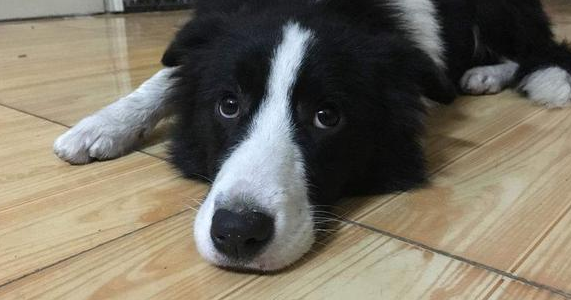 边牧泪痕怎么去？看看就知道