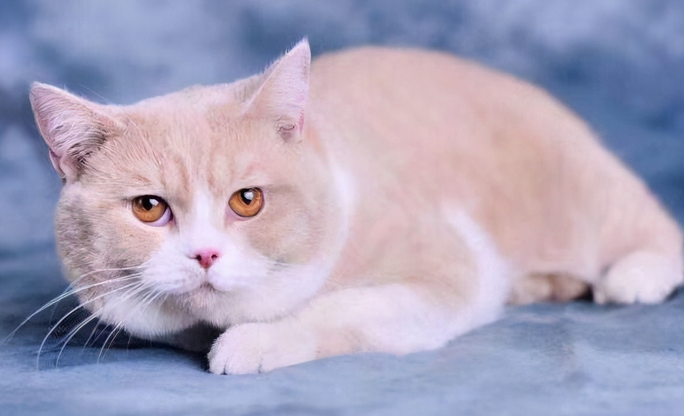 猫咪为什么少了毛色呢 猫咪为什么少了毛色呢