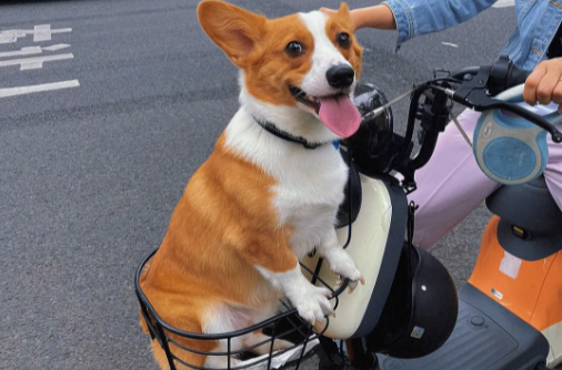 柯基犬的优缺点