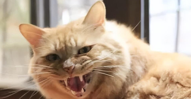猫咪呲牙但不咬人为什么呢