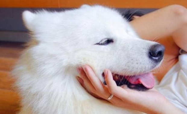 狗狗来月经怎么办？不妨来了解下吧