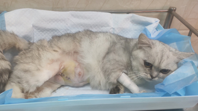 怎样给猫咪助产