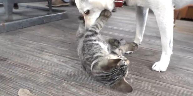 有奶便是娘，认狗当妈，猫咪抑郁狗狗上前安慰
