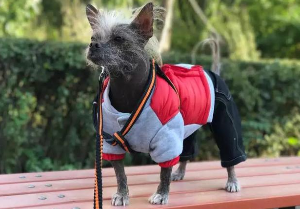 冠毛犬为什么没人养 冠毛犬为什么没人养
