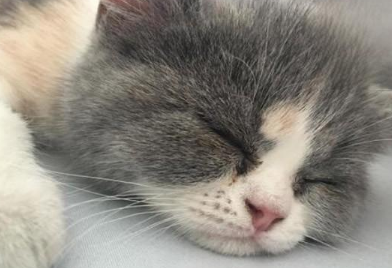 小猫感冒流鼻涕会自愈吗