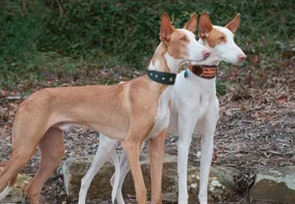 伊比赞猎犬怎么养,有没有想了解的! 伊比赞猎犬怎么养,有没有想了解的!
