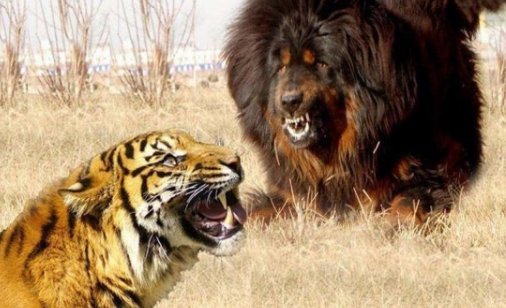 藏獒vs老虎(绝对真实) 藏獒vs老虎(绝对真实)