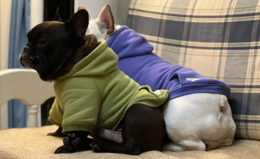 法国斗牛犬好养吗优缺点 法国斗牛犬好养吗优缺点