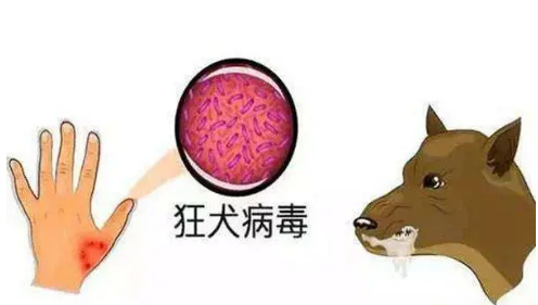 狂犬病出现症状会持续一个多月吗