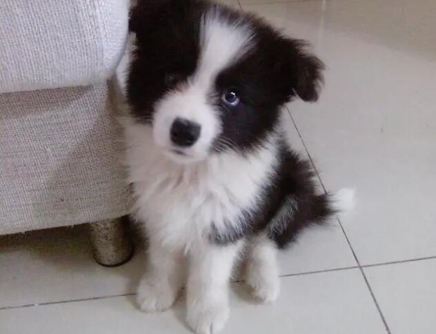 不知道养边牧喂什么？看这里！