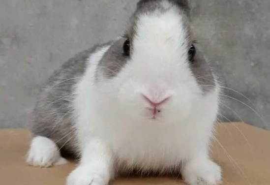 兔子智商排行榜前十名