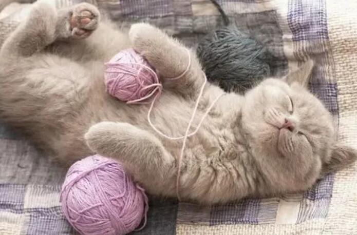 猫咪为什么喜欢要线绳抱 猫咪为什么喜欢要线绳抱