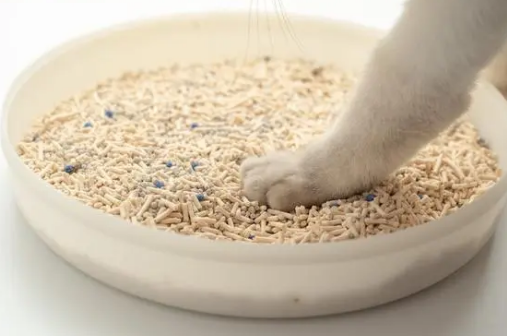 猫砂是一直加还是彻底换 猫砂是一直加还是彻底换
