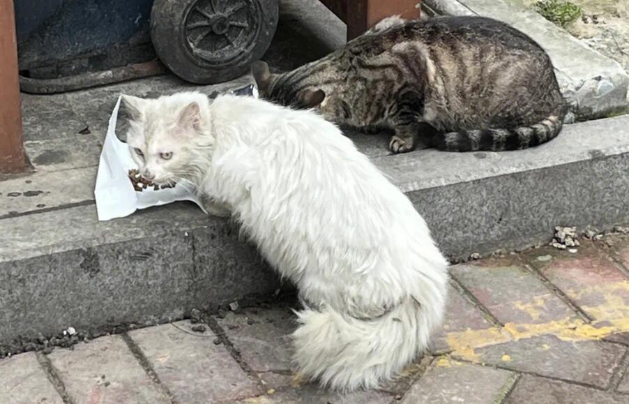 宠物猫走丢了怎么找 宠物猫走丢了怎么找