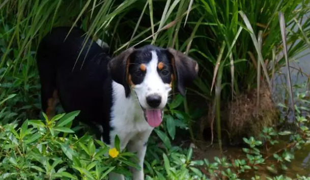 树丛浣熊猎犬耳朵怎么清洁?这样做最好 树丛浣熊猎犬耳朵怎么清洁?这样做最好