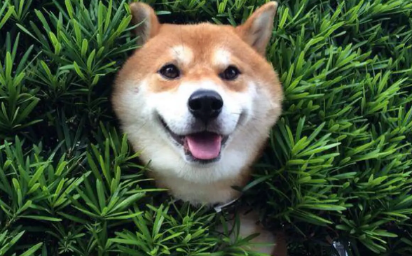 柴犬优点与缺点 柴犬优点与缺点
