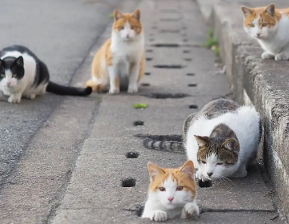 为什么不要收留流浪猫?想养的看过来 为什么不要收留流浪猫?想养的看过来