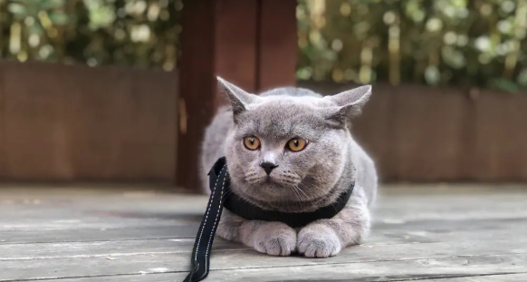 好听顺口的蓝猫名字 好听顺口的蓝猫名字