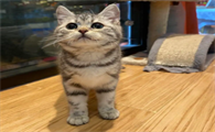 美短返祖猫不值钱吗