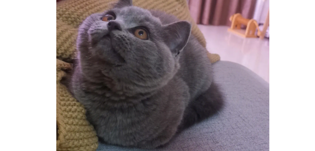 猫咪为什么冬天老是叫个不停 猫咪为什么冬天老是叫个不停