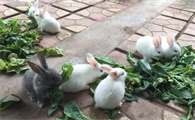 兔子一直吃会不会撑死