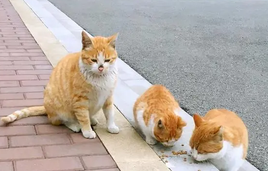 猫咪为什么离开家庭了