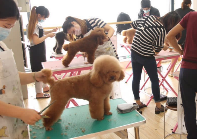 重庆宠物美容师宠物美容培训学校 重庆宠物美容师宠物美容培训学校