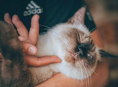 猫咪为什么抱着会有声音的叫