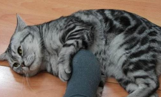 猫咪为什么会推主人腿