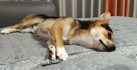 为什么狗狗自己打滚