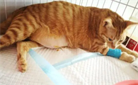 母猫呼吸急促多久生